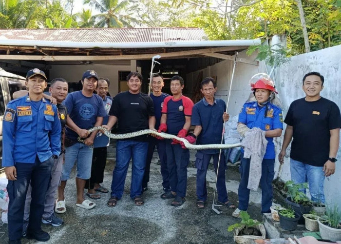 Masuk Kandang Ayam, Ular Piton Diamankan Damkar Bengkulu Selatan 