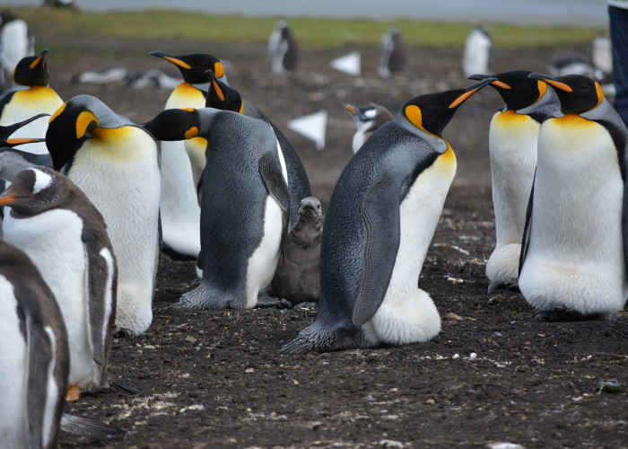 Berada di Puncak Rantai Makanan di Kutub Selatan, Inilah Fakta Penguin