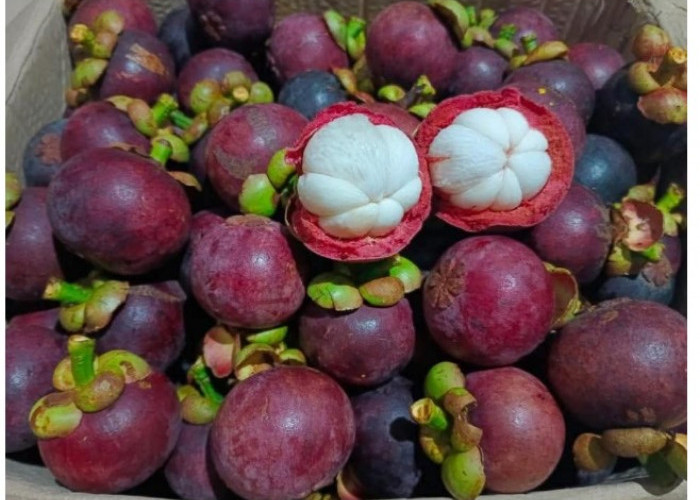 Mengandung Senyawa Aktif, Kulit Manggis Bermanfaat untuk Kulit Berjerawat