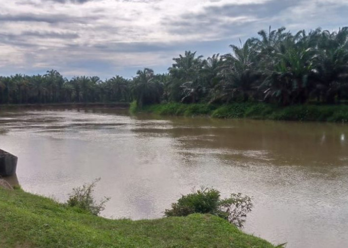 Tak Ada Tindakan BKSDA, Warga Akan Bunuh Buaya Sungai Selagan Mukomuko