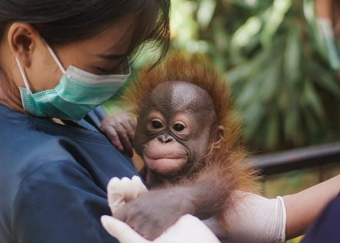 Kebun Binatang Bandung, Objek Wisata Edukatif untuk Liburan Sekolah