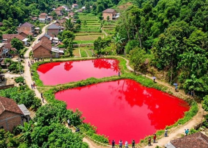 Fenomena Kolam Ikan Berubah Merah Usai Hujan, Gegerkan Warga Pagar Alam
