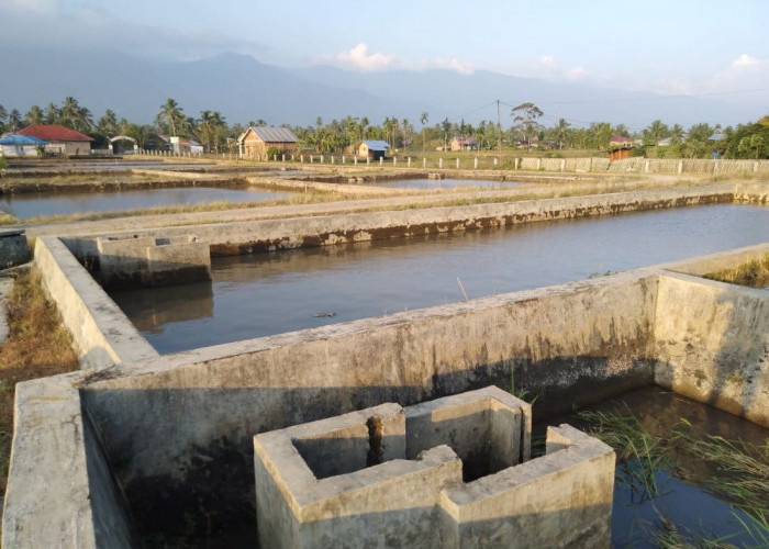 Disperkan Akan Budidaya Ikan Gabus Lokal Lebong