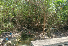 PUPR Kota Bengkulu Koordinasi BKSDA Normalisasi Saluran di Kawasan Konservasi