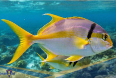 Ikan Laut Terkenal! Berikut 5 Fakta Unik Ikan Ekor Kuning