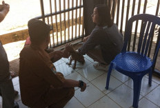 Sempat Kosong, Disperkan Lebong Tambah 800 Dosis Vaksin HPR 