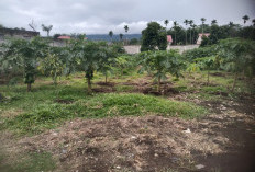 Kaya Kandungan Gizi, Begini Cara Pengolahan Bunga Pepaya Alami