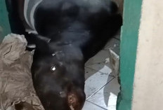 Tapir yang Hebohkan Warga  Kepahiang, Dibawa BKSDA Bengkulu 