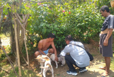  3 Anak di Sukaraja Seluma Terkena Gigitan Anjing, Total 49 Kasus Gigitan HPR, Ini Rinciannya