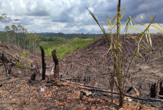 Alih Fungsi Hutan jadi Kebun Sawit Ilegal di Mukomuko, Picu Kerugian Negara Besar-besaran