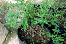 Gulma, Tumbuhan Rumput Menyimpan Berbagai Manfaat, Salah Satunya Baik untuk Pencernaan 