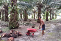 Harga TBS Kelapa Sawit di Bengkulu Turun, Oktober Rp 2.500/Kg, Harga Karet Kadar Kering Capai Rp12 Ribu/Kg