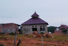 Warga Keluhkan Ternak Banyak Berkeliaran dan Rusak Tanaman di Pekarangan Rumah