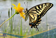 Bagaikan Pelangi! Berikut 3 Kupu-kupu Cantik Dari Genus Papilio, Ada di Indonesia