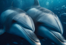 Benarkah Lumba-lumba Mamalia Cerdas?  Ini 5 Fakta Tentang Lumba-Lumba 