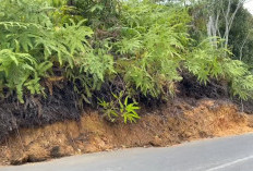 Tak Diperhatikan, Longsor di Tanjung Agung Nyaris Tutup Badan Jalan 