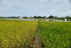  Wabup: 180 Hektare Sawah di 4 Kecamatan Siap Panen