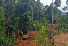 Perkebunan Sawit Ilegal Tidak Dihentikan, Hutan Mukomuko Tinggal Nama