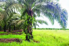 9.187 Hektare Sawah Irigasi Manjunto, Menyisakan 2.368 Hektare, Pemicunya Karena Ini