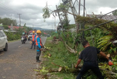 Tiang Listrik PLN Ambruk, Sempat Bikin Jalan Lintas Kepahiang - Curup Sempat Lumpuh Total