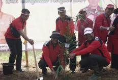 Tanam 2.500 Bambu di DAS Lemau Benteng Sepanjang 54 Kilometer