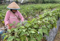 Kemarau Berkepanjangan, Petani Sayur Kian Cemas 