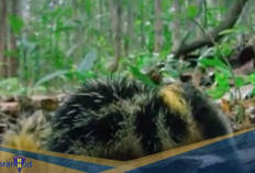 Bisa Menghasilkan Suara Ultrasonik! Berikut 5 Fakta Unik Lowland Streaked Tenrec