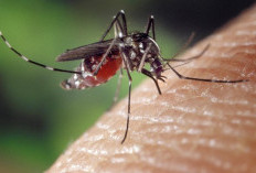 Waspadai 6 Jenis Nyamuk Berbahaya Ini, Lakukan Pencegahan Sebagai Berikut 