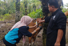 DKPP Kota Bengkulu Usulkan 1.500 Dosis Vaksin untuk Atasi Penyebaran PMK