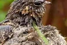 Burung Cabak: Hewan Pembawa Sial yang Pandai Berkamuflase