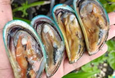 10 Jenis Kerang yang Bisa Untuk Dikonsumsi, Ada Kerang Darah dan Kerang Macan