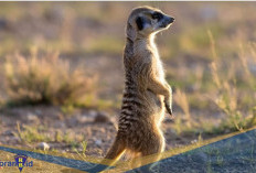 Menandai Wilayahnya dengan Bakteri! Berikut 3 Fakta Unik Meerkat 