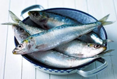Temukan Manfaat Ikan Sarden, Mendukung Kehamilan Sehat Hingga Melindungi Fungsi Otak