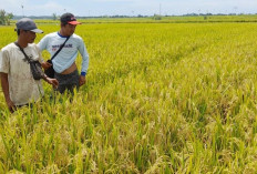 Pengembangan Padi Organik, Distan Data Penggunaan Pupuk dan Insektisida Organik