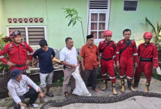 Hingga Pertengahan Desember 2024, Damkar Kota Bengkulu Tangani 485 Keadaan Darurat