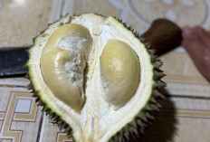 7 Makanan Khas Indonesia Baunya Tidak Sedap Tapi Nikmat, Salah Satunya Durian