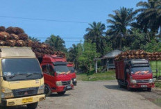  Pabrik Diimbau Tak Terima TBS Sawit H-2 Lebaran, DTPHP Provinsi Bengkulu Beri Alasan