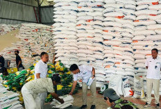 Perum Bulog KC RL Masih Tunggu SOP Pusat Untuk Serap Gabah Petani