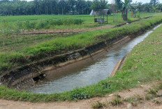 Petani Mukomuko Keluhkan Air Irigasi di Masa Tanam Padi