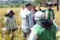 Distan Bengkulu Tengah Targetkan Distribusi 8 Ton Benih Padi Setelah Lebaran