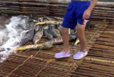 6 Fakta Unik dan Menarik dari Berbagai Negara di Dunia