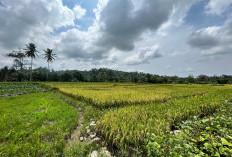 2024 Berhasil Surplus, Beras Sawah Bengkulu Selatan Masih Produktif