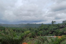 Pejabat Sulap Hutan jadi Kebun Sawit Belum Tersentuh Hukum, Terus Raup Pundi-pundi Uang dari Rambah Hutan 