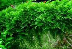 Cara Merawat dan Menumbuhkan Moss Pada Aquascape 