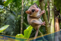 Punya Kaki Fleksibel! Berikut 5 Fakta Unik Hazel Dormouse
