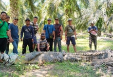  Buaya Muara Dilumpuhkan Warga Desa Teramang, Ini Ukuran dan Jenis Kelaminnya