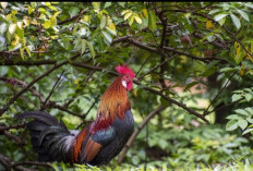 Cara Memikat Ayam Hutan dan Merawatnya Agar Tidak Stres