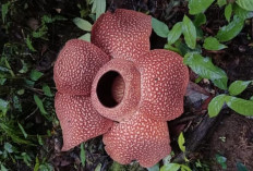 Cantiknya! Bunga Rafflesia Mekar Sempurna di Liku 9, Hari Ini 