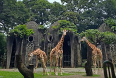 Jerapah Tidak Pernah Menguap? Ini Fakta Unik yang Mengejutkan Dunia Ilmu Pengetahuan!