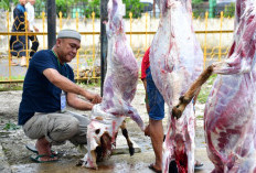 Penyembelihan Hewan Kurban di Rejang Lebong Mencapai 2.580 Ekor, Ditemukan Cacing Hati